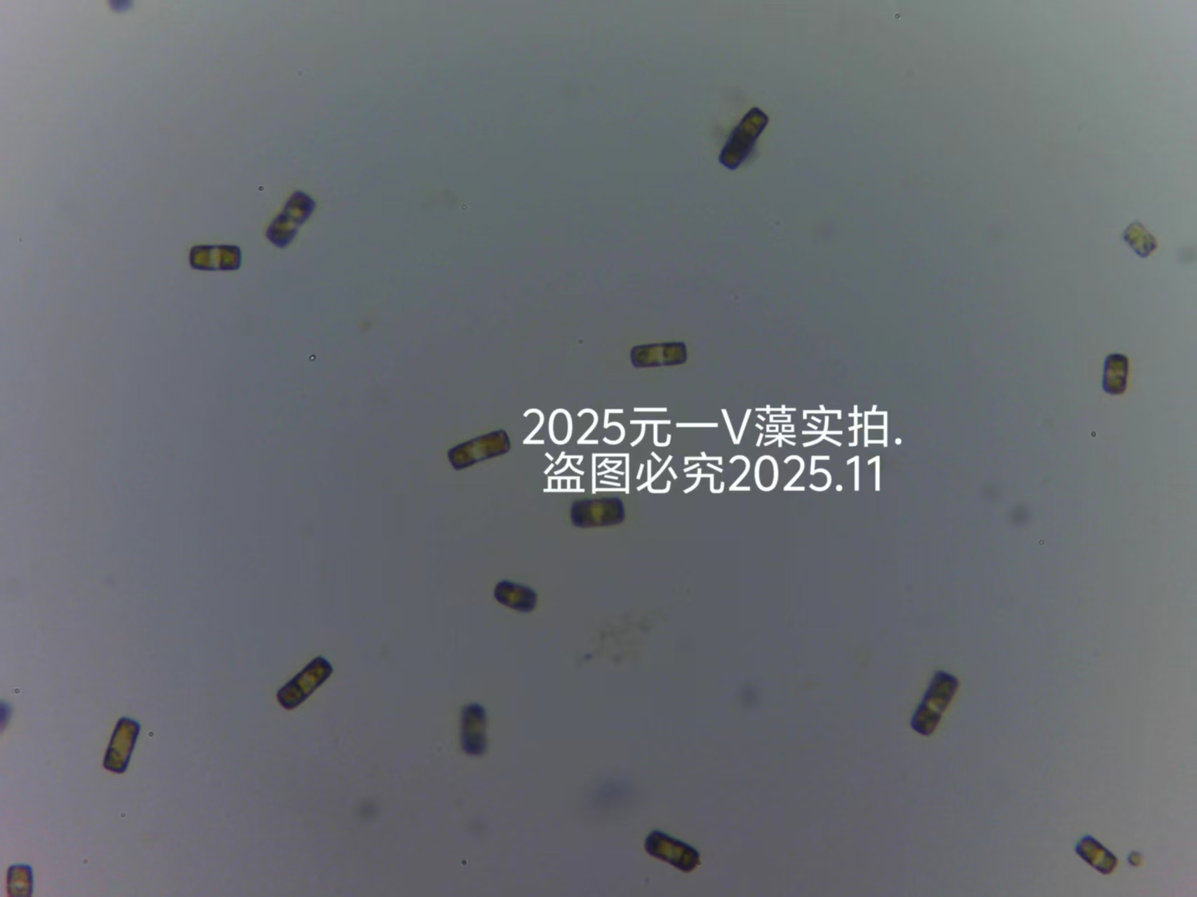 小环藻藻种淡水硅藻饵料无杂藻无原生动物可培养可实验