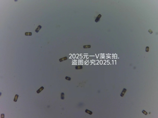 小环藻藻种淡水硅藻饵料无杂藻无原生动物可培养可实验