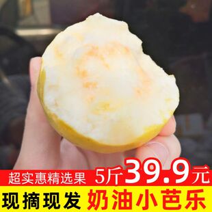 正宗漳州香软白心番石榴鸡屎果新鲜水果软糯香甜儿时味道小个品种