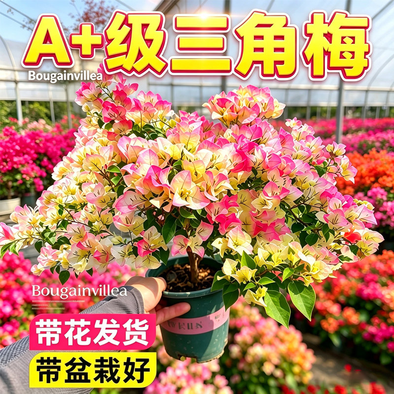三角梅盆栽室内矮桩带花发货带盆裁好绿樱红缨室外庭院四季开花
