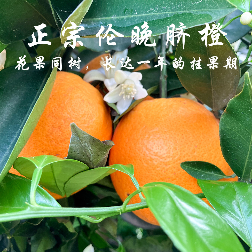 重庆奉节伦晚脐橙现摘发孕妇水果应季橙子新鲜包邮产地奉节索图