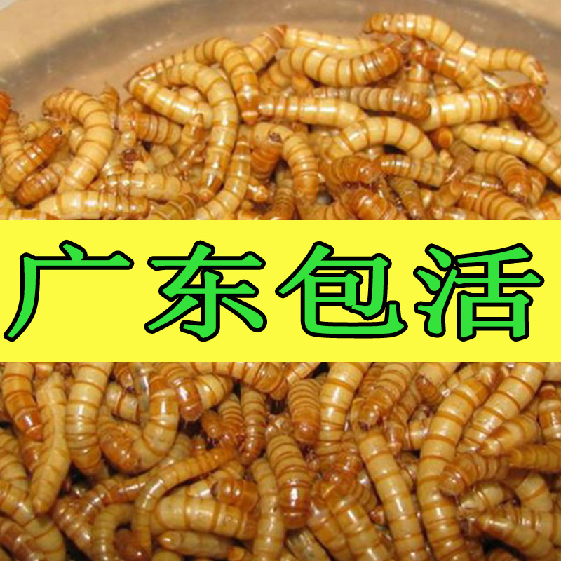 面包虫活体黄粉虫活体画眉鸟活虫饲料2000只 宠物/宠物食品及用品 观赏鱼饲料 原图主图