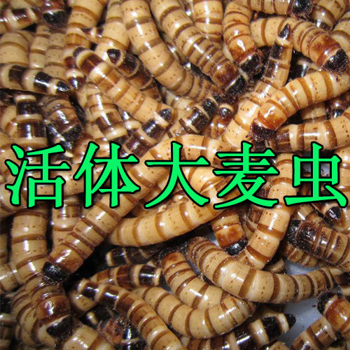 活体蝎子饲料大麦虫包邮