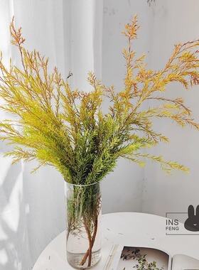 insfeng香松鲜切枝条圣诞松鲜枝水培植物室内客厅办公室绿植好养