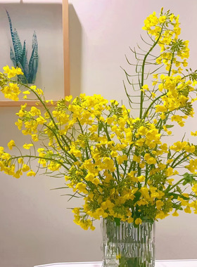 鲜切花油菜花水培小众花材室内桌面水养鲜花ins风法式爆花小黄花