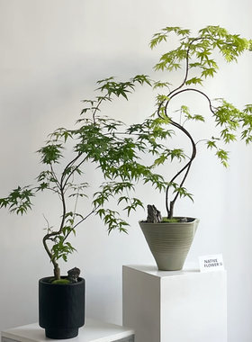 流泉枫盆栽绿植客厅桌面庭院植物黄金柳泉枫树日系ins风