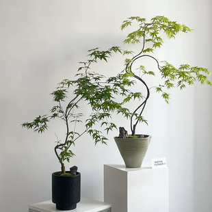 流泉枫盆栽绿植客厅桌面庭院植物黄金柳泉枫树日系ins风【顺丰】