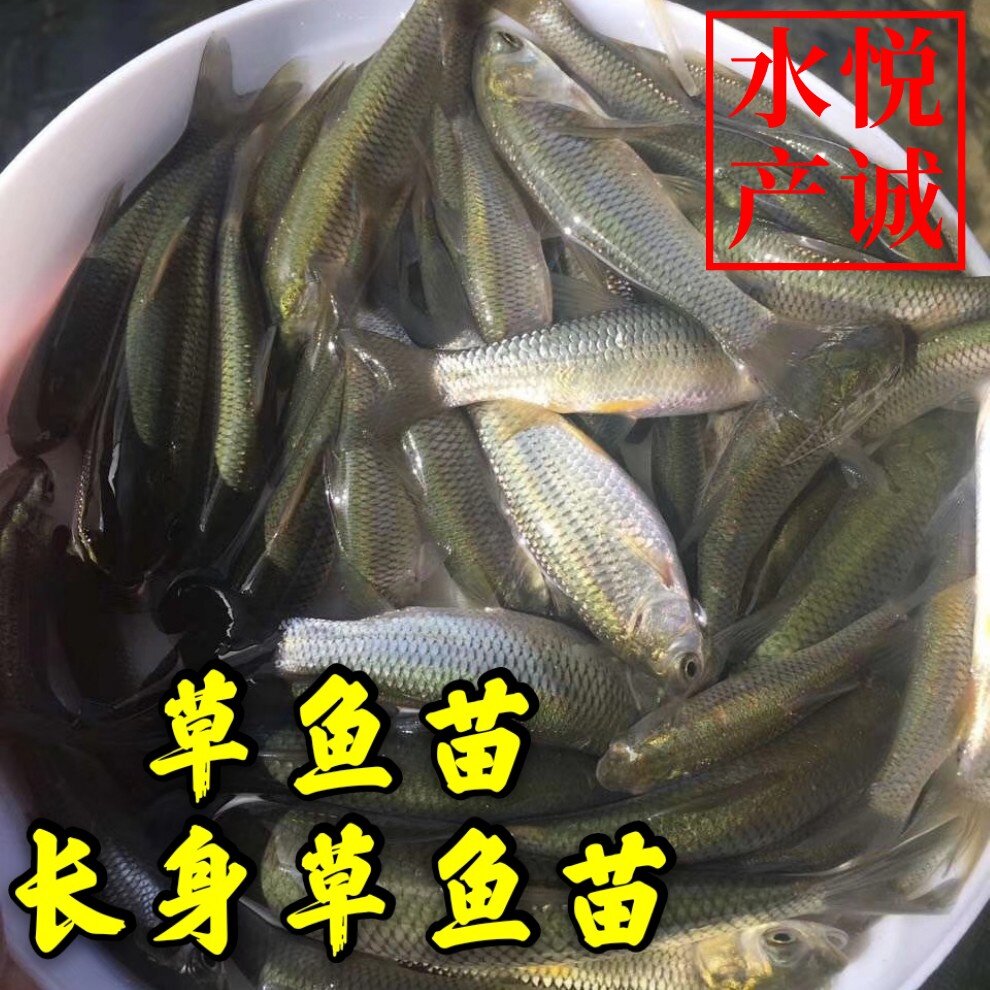 大草鱼苗鲩鱼苗脆肉鲩
