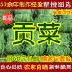 农家干货土特产脱水蔬菜干菜响菜 包邮 60斤特级无叶贡菜苔干苔菜