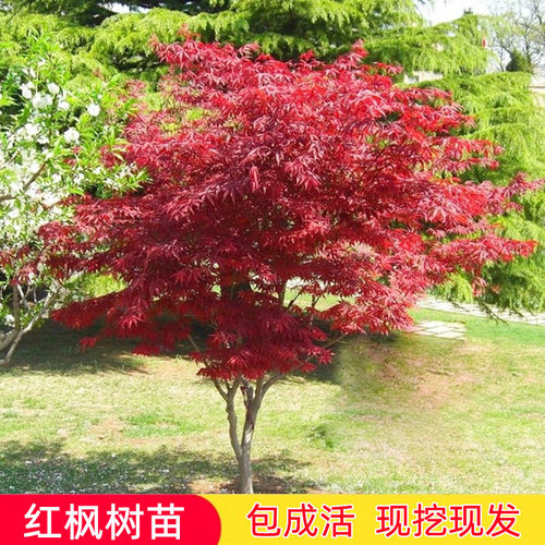 红枫树苗红舞姬中国红日本红美国红枫庭院别墅风景树四季盆栽地栽 - 封面