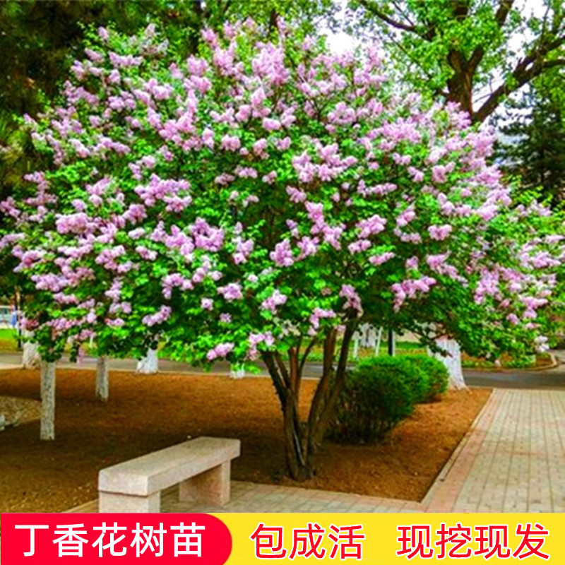 浓香花卉丁香花树苗耐寒庭院别墅