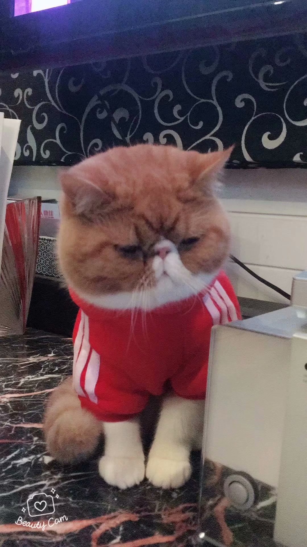 全红虎文加菲猫红白活体宠物