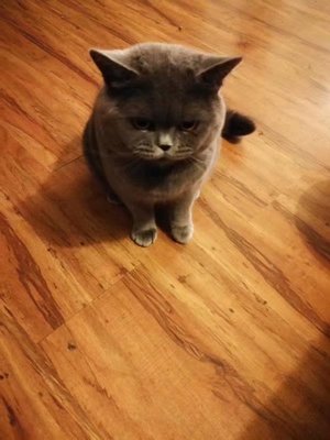 活体大脸猫全蓝色蓝宠物