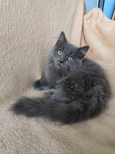 成都十年老牌猫舍退坑红包199领养起 真正爱猫人健康纯种猫加菲