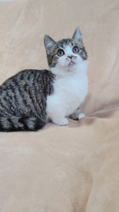 曼基康小短腿网红猫如花同款 梨花色虎斑矮子喵 四川血统纯种短毛