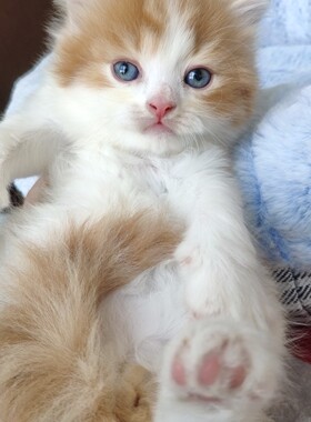大橘胖公猫 家养纯种宠物猫 红虎斑加白中长毛 英短红白 曼基康
