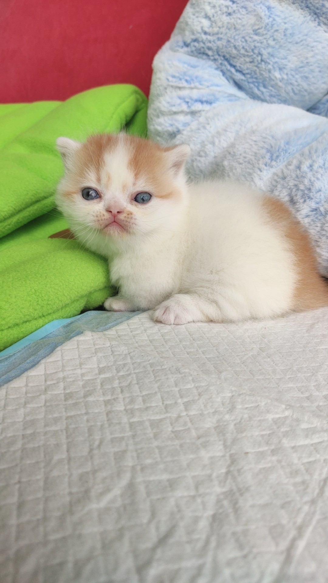 红白橘色贴地小短腿纯种宠物猫 曼基康曼奇金小猫