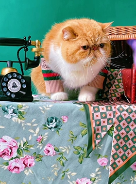 双血统赛级大包子脸加菲猫  红虎斑加白宠物猫 家养的纯种橘胖猫