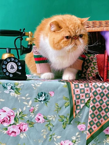 双血统赛级大包子脸加菲猫  红虎斑加白宠物猫 家养的纯种橘胖猫