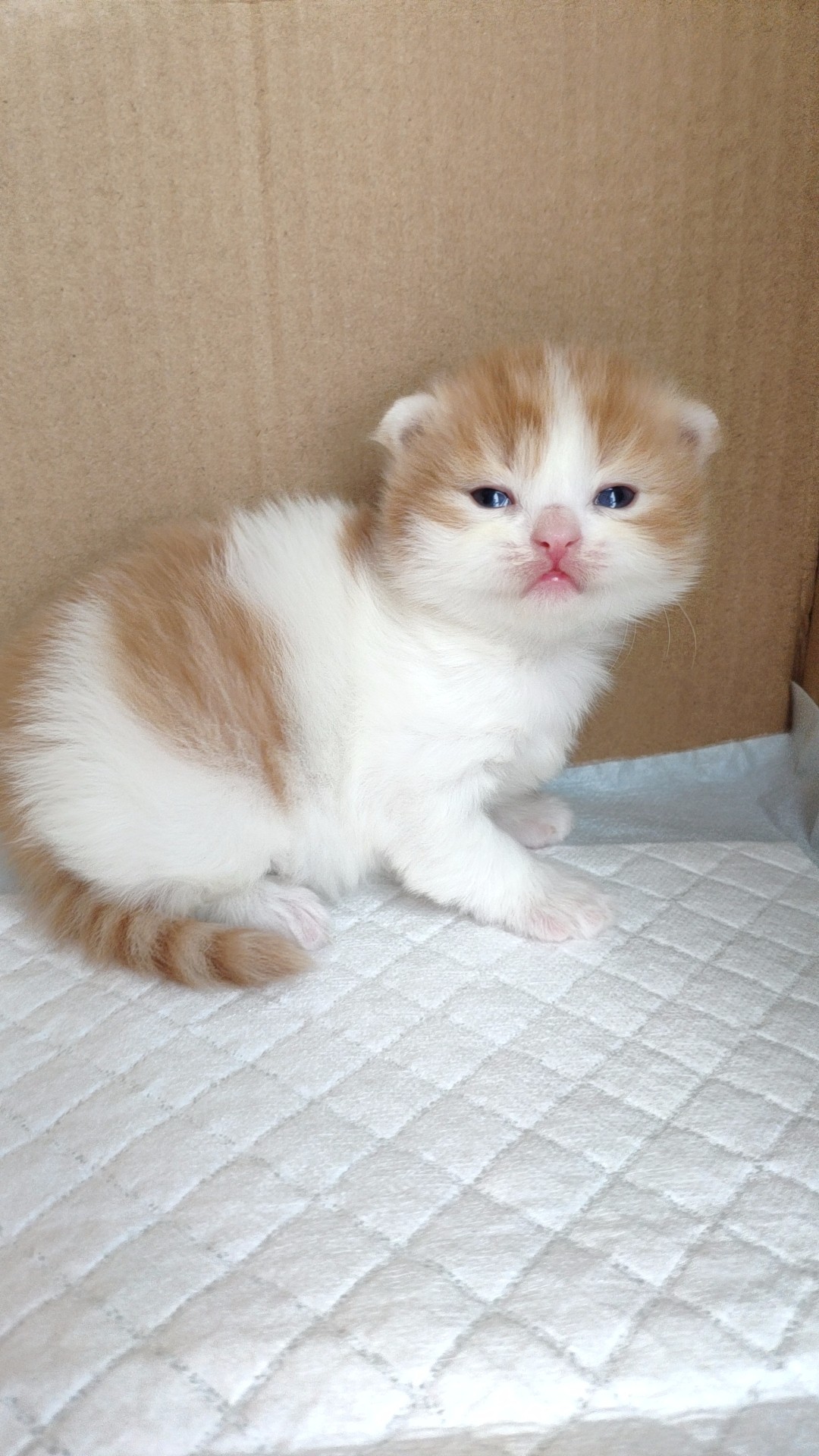 红白橘胖小公猫 纯正曼基康正常腿 五粉大眼睛 粉鼻头宠物猫