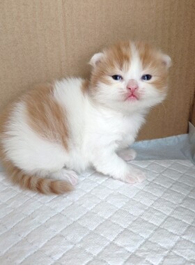 红白橘胖小公猫 纯正曼基康正常腿 五粉大眼睛 粉鼻头宠物猫