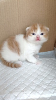 红白橘胖小公猫 纯正曼基康正常腿 五粉大眼睛 粉鼻头宠物猫