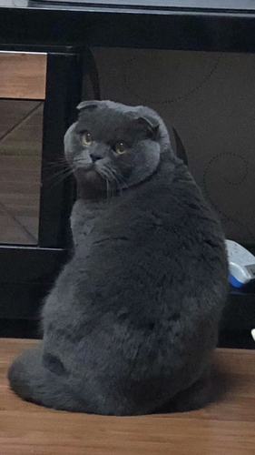 蓝色大包子脸苏格兰折耳猫