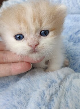 拿破仑小短腿 乳白红白短腿猫 中长毛矮子猫 家养纯种曼基康猫咪