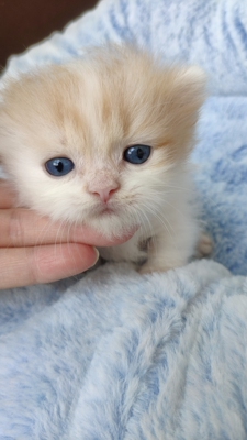 拿破仑小短腿 乳白红白短腿猫 中长毛矮子猫 家养纯种曼基康猫咪