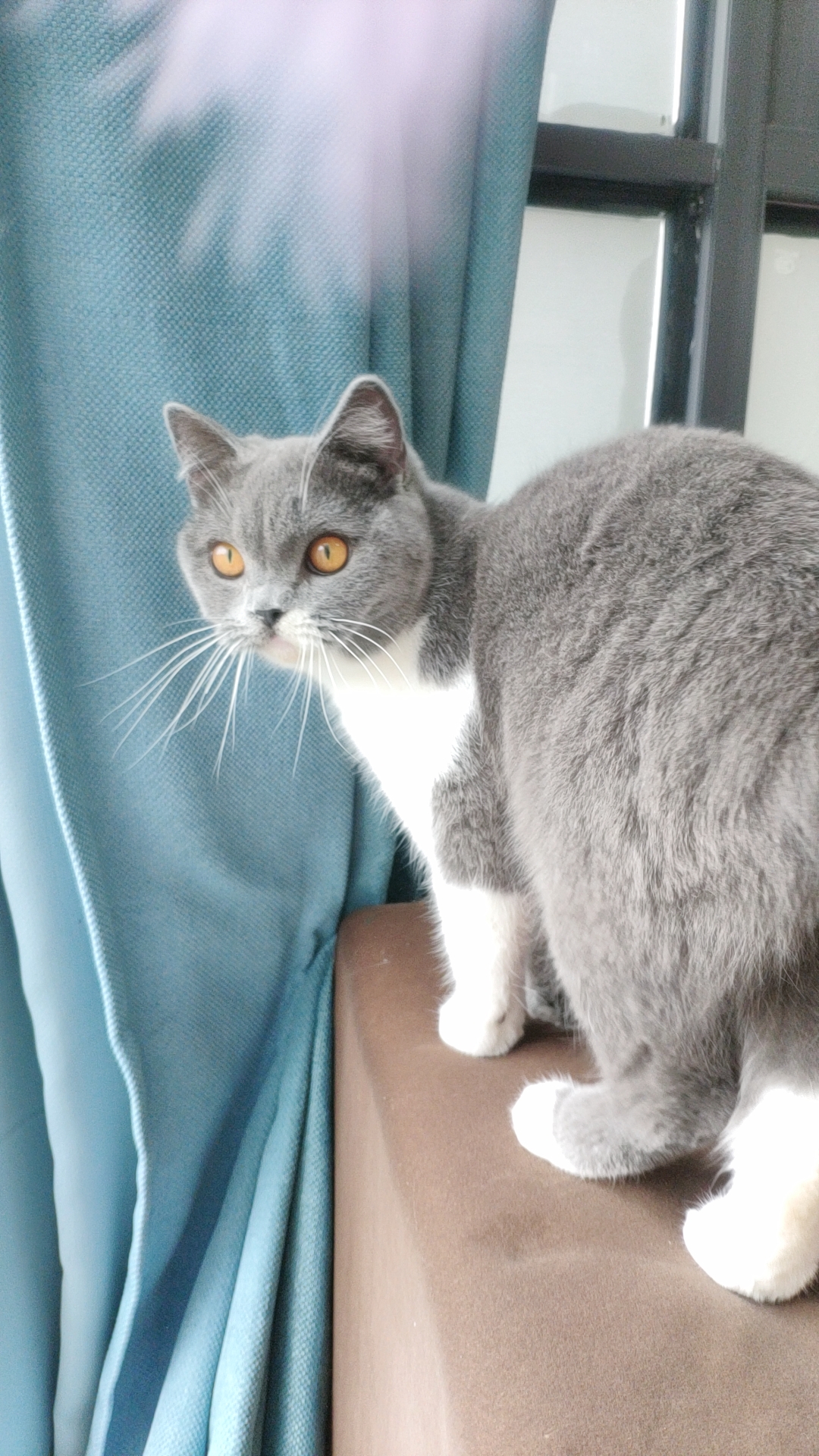 大桔眼蓝白颜色宠物猫  健康粘人纯家养,半大母猫l