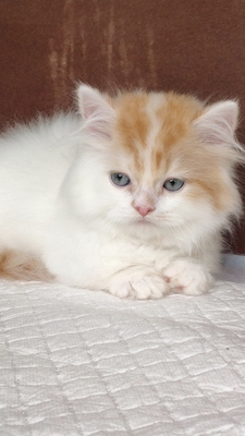 红白中长毛拿破仑小短腿猫 曼基康曼奇金乳白 橘猫小矮脚成都家养