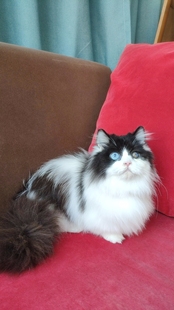 888领养中长毛 黑白拿破仑小公猫 曼基康小短腿