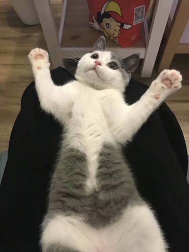 纯种蓝白活体英国短毛猫