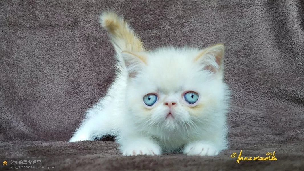 CFA血统纯种猫 异短加菲宠物猫 稀有的红重点 火焰色梵文猫保健康