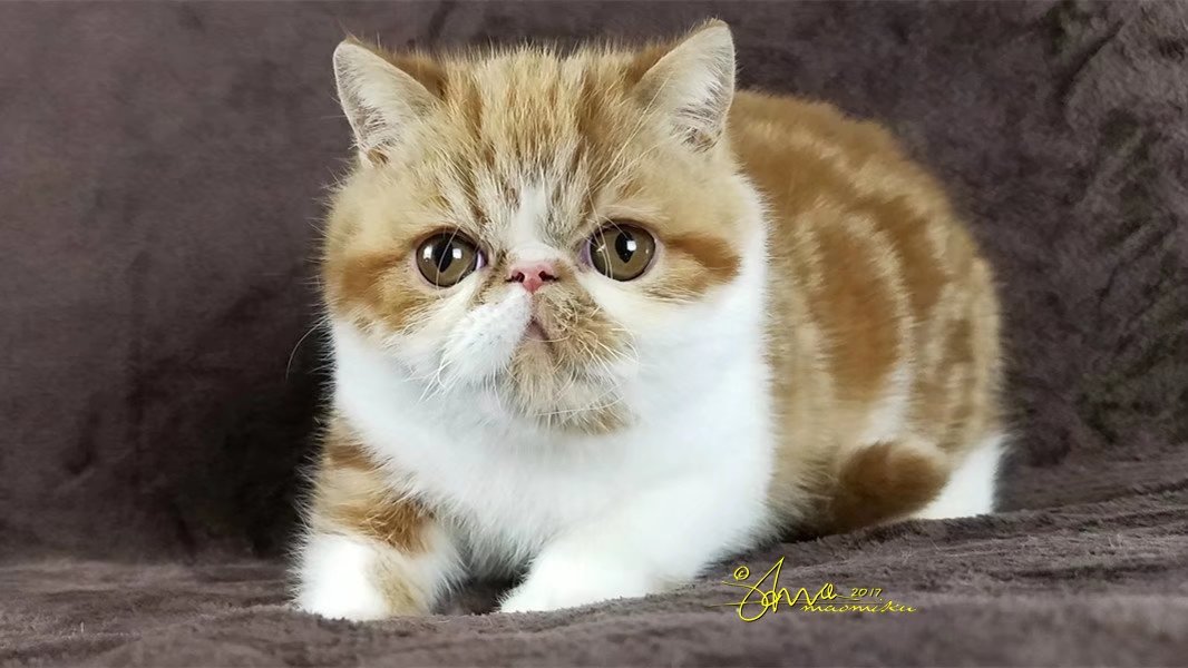 活体血统证书猫舍