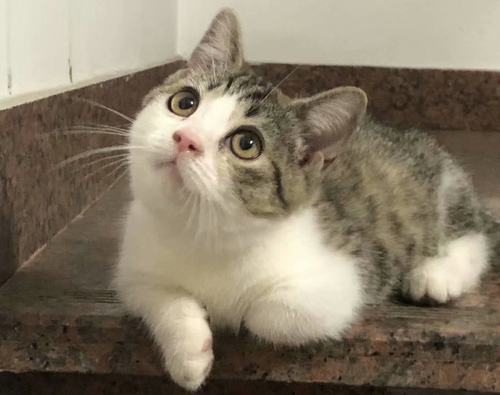 活体宠物猫小短腿矮子拿破仑出售