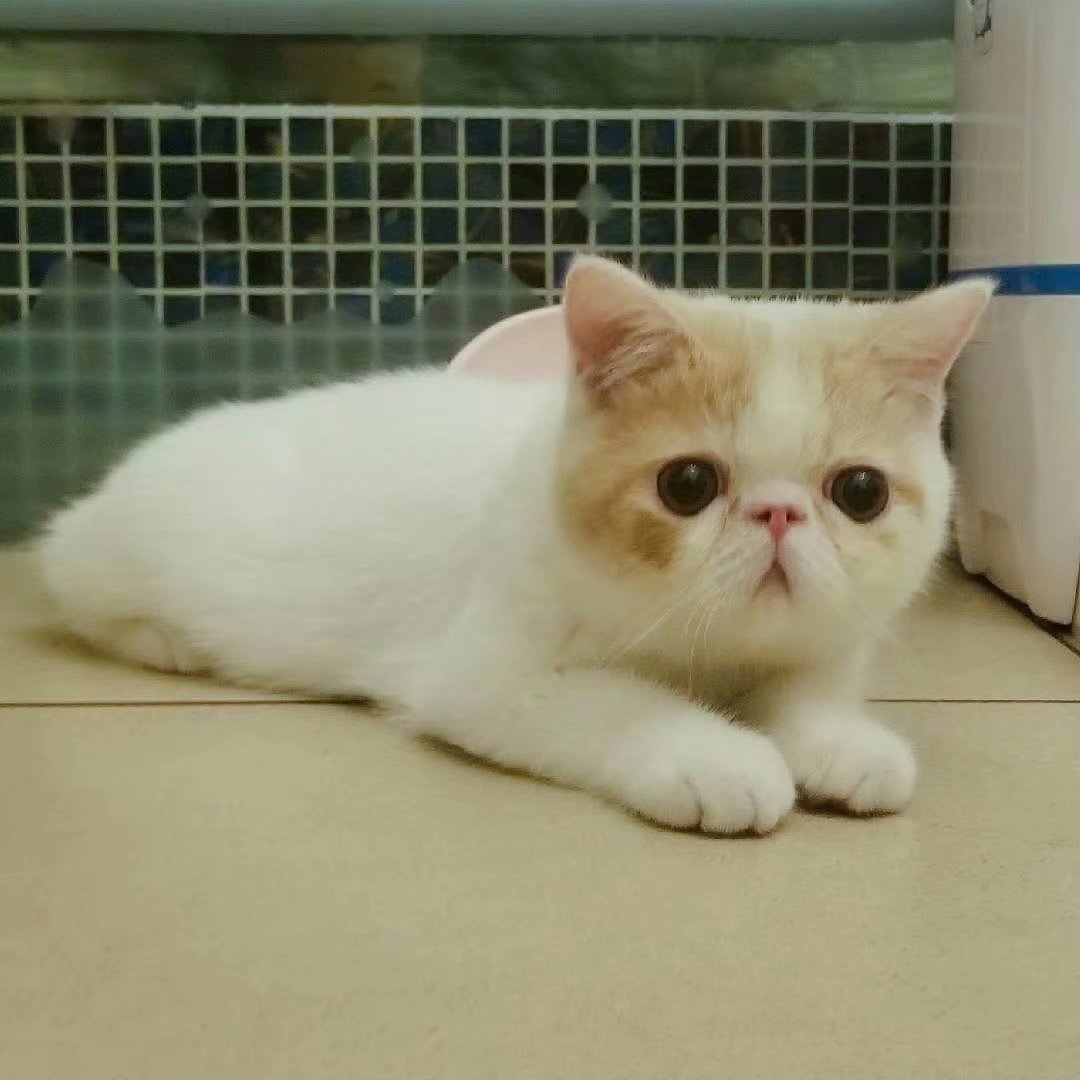 活体双血统纯种异国短毛猫