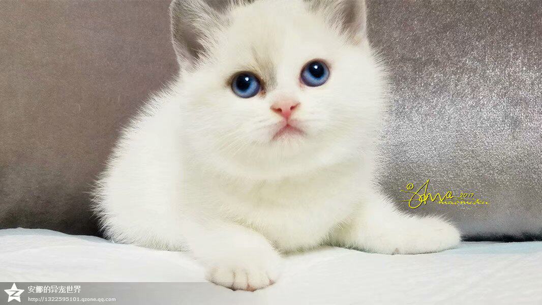 成都cfa安娜猫舍,珍贵稀有蓝白双色重点大包子脸 水晶蓝眼英短