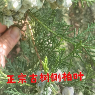 河北太行山野生现采新鲜侧柏叶阴干侧柏叶粉洗头榆树刨花水原料