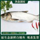 微山湖生态白鲢鱼 现杀生态白鲢鱼鱼头鲢鱼新鲜鲢鳙鱼淡水大鱼
