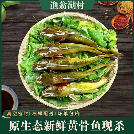 微山湖原生态黄辣丁黄颡鱼新鲜活的鱼现杀昂刺鱼嘎咕鱼黄骨鱼顺丰