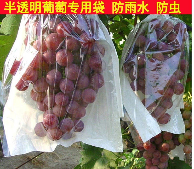 提子纸袋防霉100个污染半透明专用水果防鸟透气种植光照子|msdalam kategori penghantaran bunga/bunga simulasi/tumbuhan berkebun, Gardening Supplies, Peralatan Perkebunan lain - dari Buy2taobao.com untuk memberikan perkhidmatan ejen Taobao profesional membeli