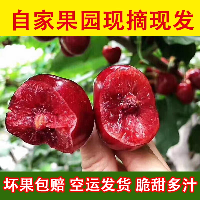 陕西大樱桃5斤当季国产车厘子2斤孕妇新鲜水果白鹿原美早整箱包邮