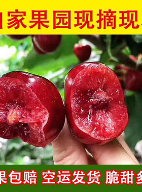 陕西白鹿原美早樱桃当季新鲜包邮