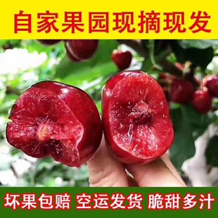 陕西大樱桃5斤当季国产车厘子2斤孕妇新鲜水果白鹿原美早整箱包邮