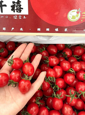 千禧小番茄3斤礼盒装纯甜圣女果