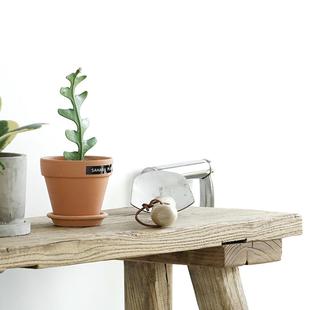 稀有植物绿植鱼之骨仙人掌奇特桌面植物室内盆栽鱼骨仙人掌盆栽