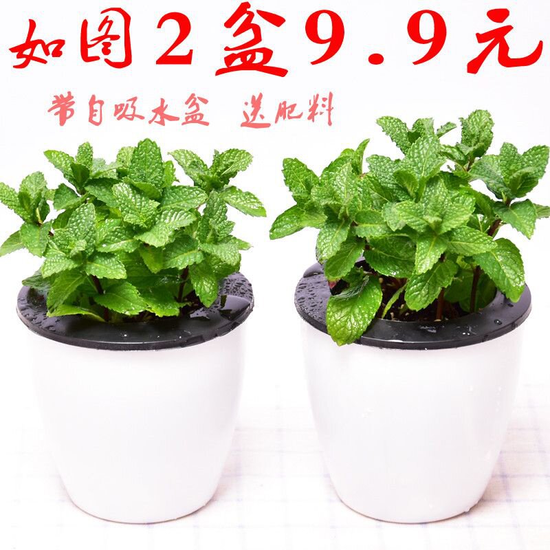 现货速发薄荷水培植物室内水养仙人球稀有盆景玫瑰植物可食用栀子