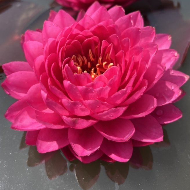 鸽子血睡莲带花苞发货四季水养大睡莲花苗耐寒荷花睡莲水培植物