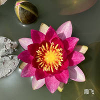 Water lilies with flower buds are dispatched. They can be grown in water all year round. They are large water lily seedlings with root blocks. They are cold-resistant lotus and water lily hydroponic plants thumbnail 8